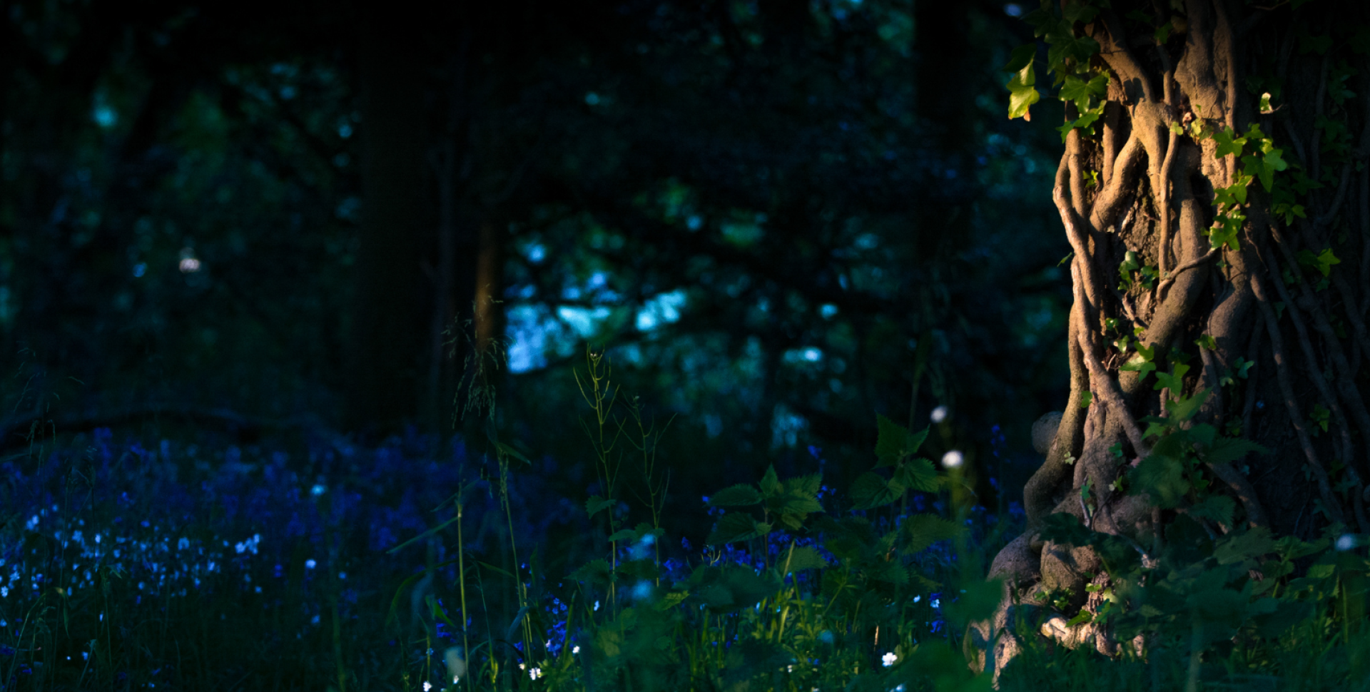 A magical forest scene at dusk with blue flowers scattered across the ground. A gnarled tree trunk in the foreground is wrapped in ivy, dappled with soft light.