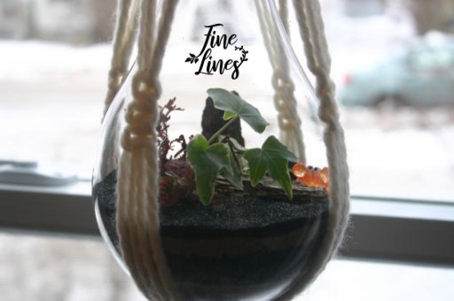 A macrame plant holder holding a terrarium. Text reads, &quot;Fine Lines&quot; in cursive writing. 