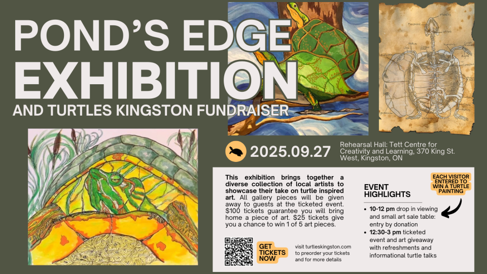 Turtles Kingston poster advertising their event.